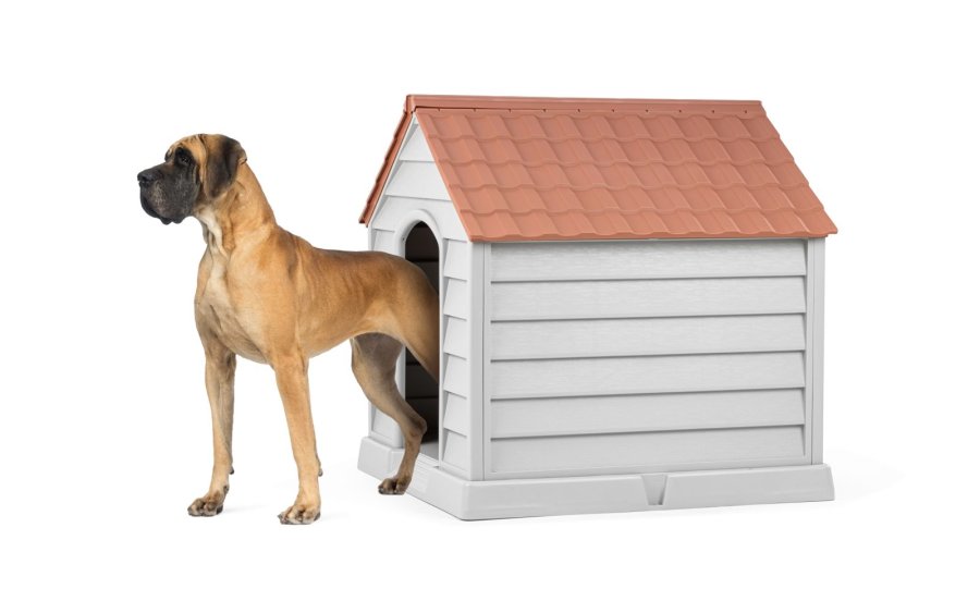 KÖPEK KULÜBESİ BÜYÜK